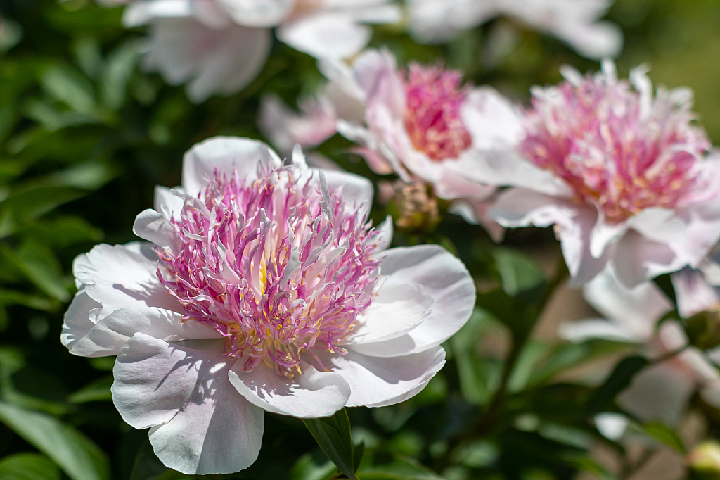  Prettiest Peony 