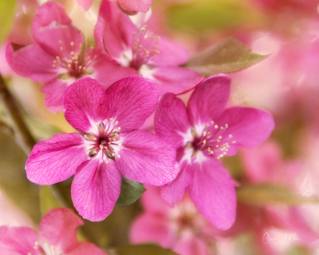 Crab Apple Flowers