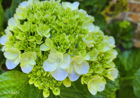 Ice & Lime Hydrangea