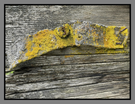 Lichen