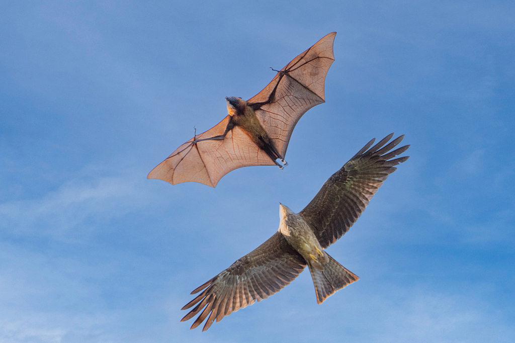 Flying Fox Being Chased by a Black Kite - ID: 16005615 © Kitty R. Kono