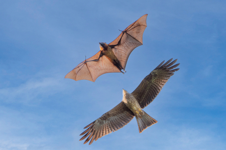 Flying Fox Being Chased by a Black Kite