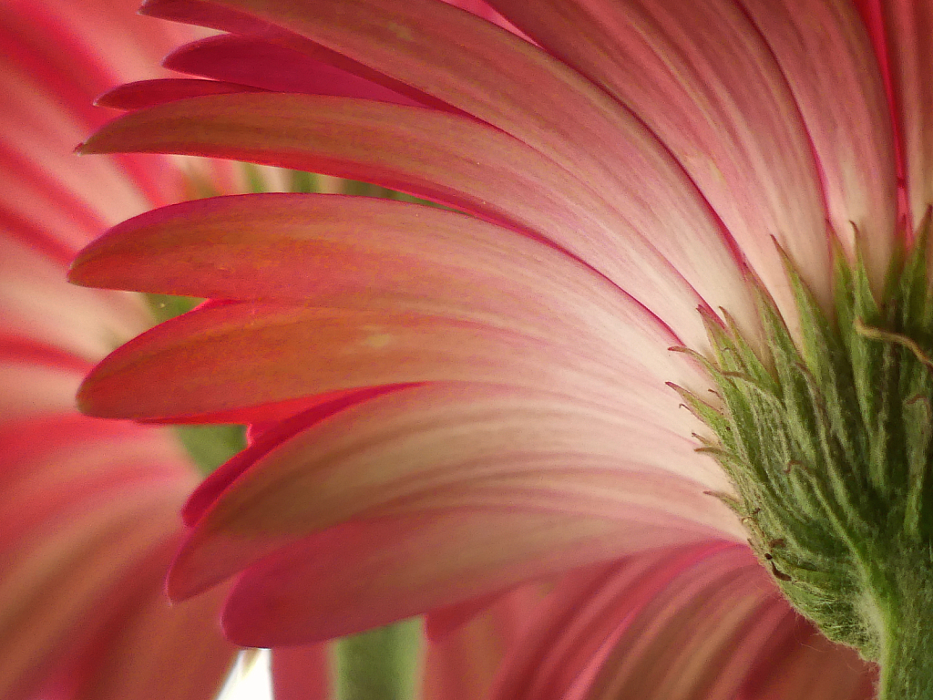 Underneath the Gerber Daisy