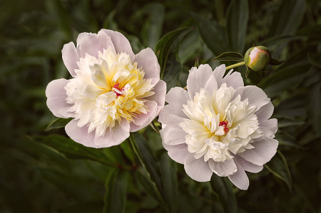 Peonies