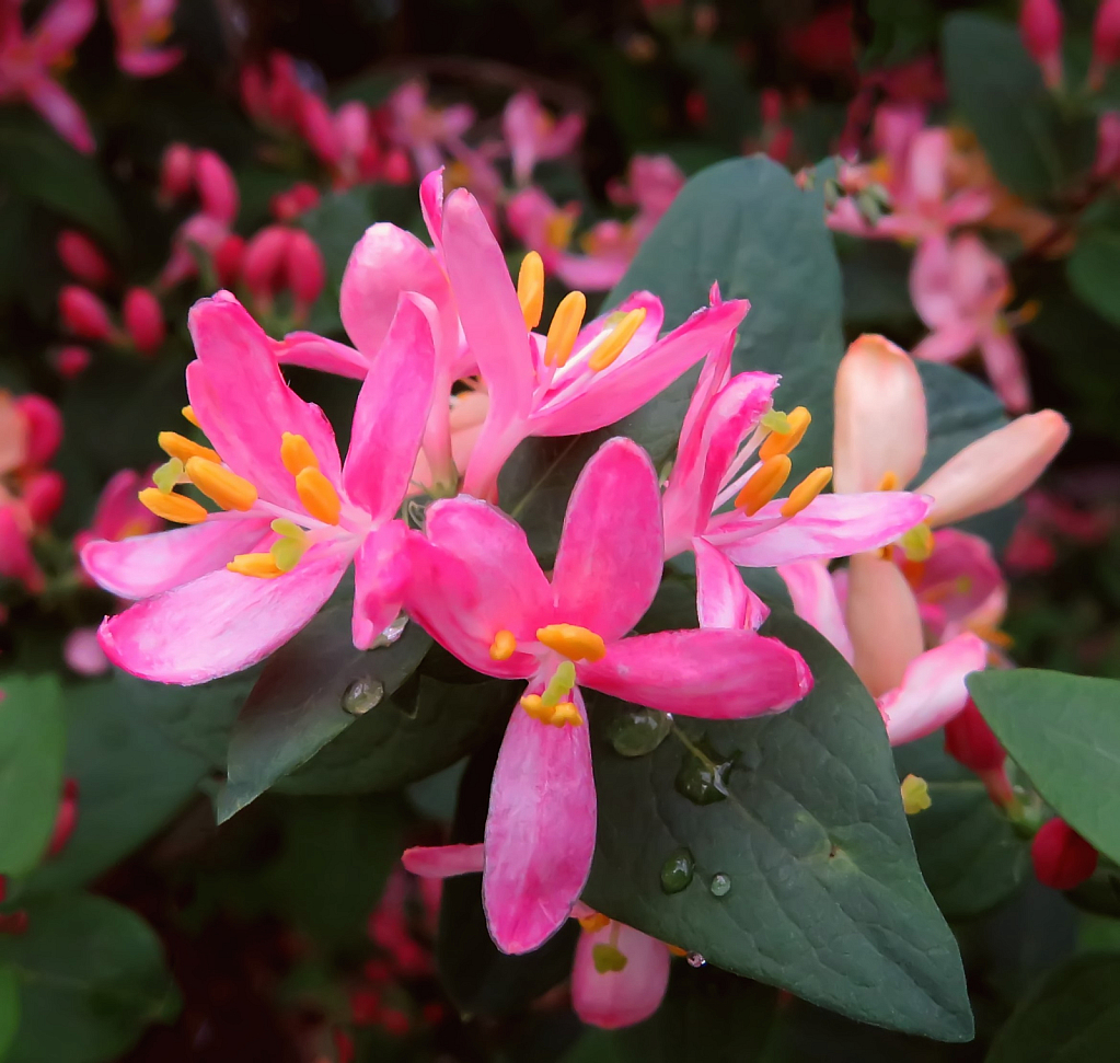 Tree Blossom