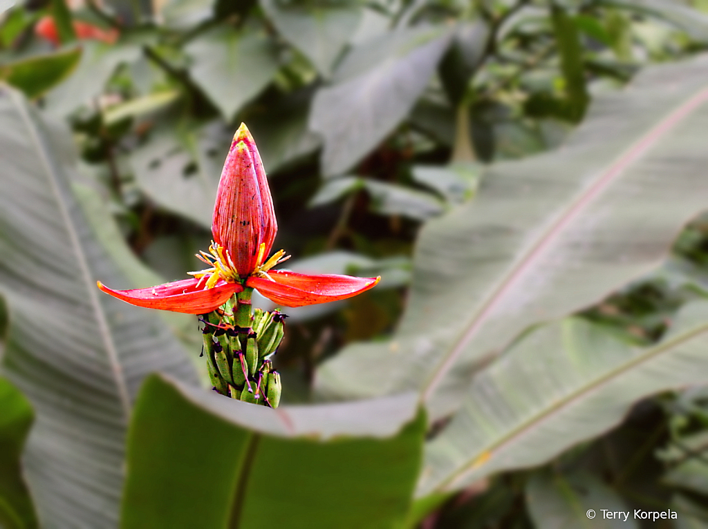 St Thomas Botanical Garden 