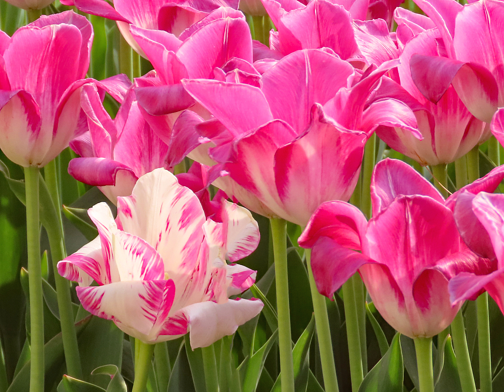 Tulips In Pella