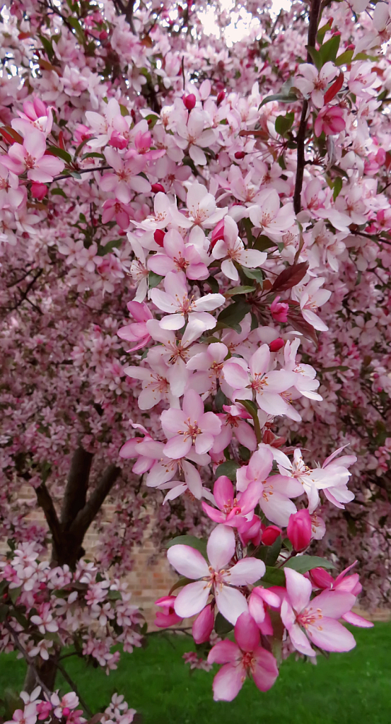 Tree Blooms