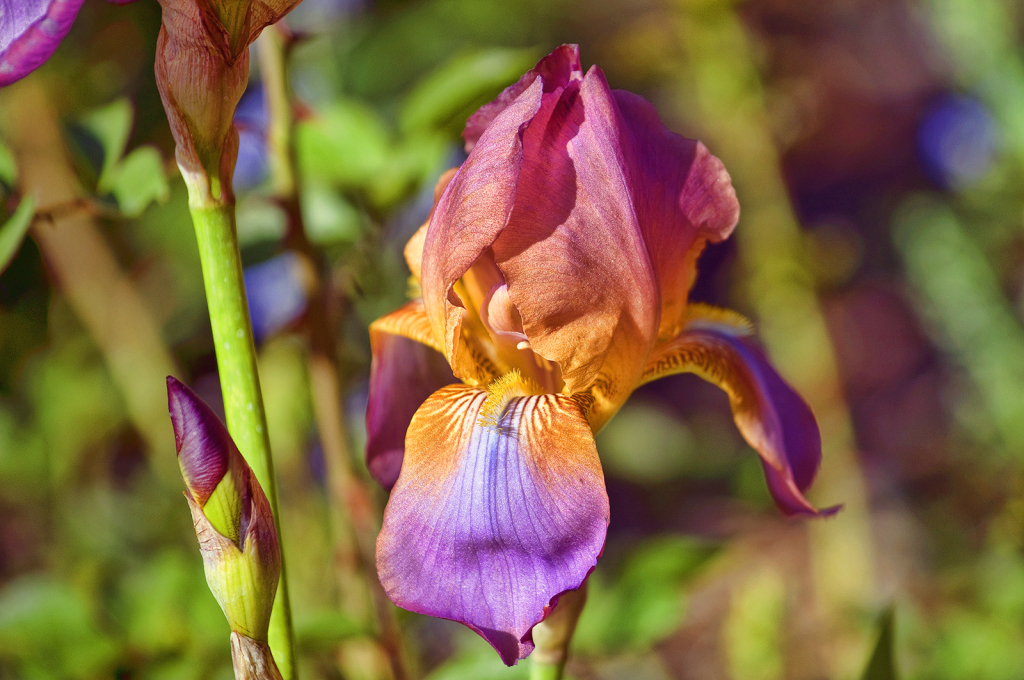 Full Bloom & Bud