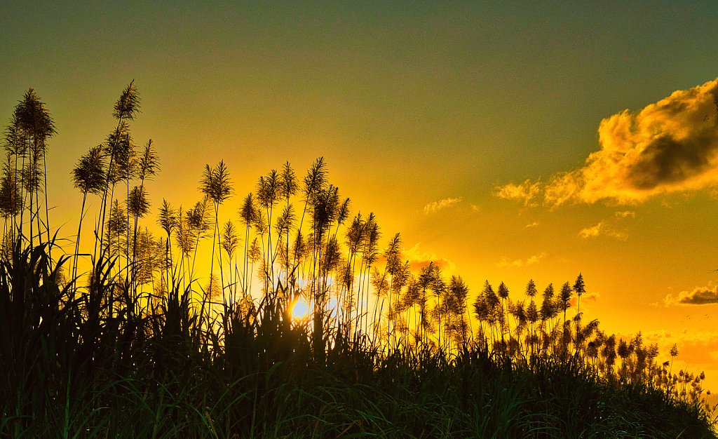 Sugarcane flowers