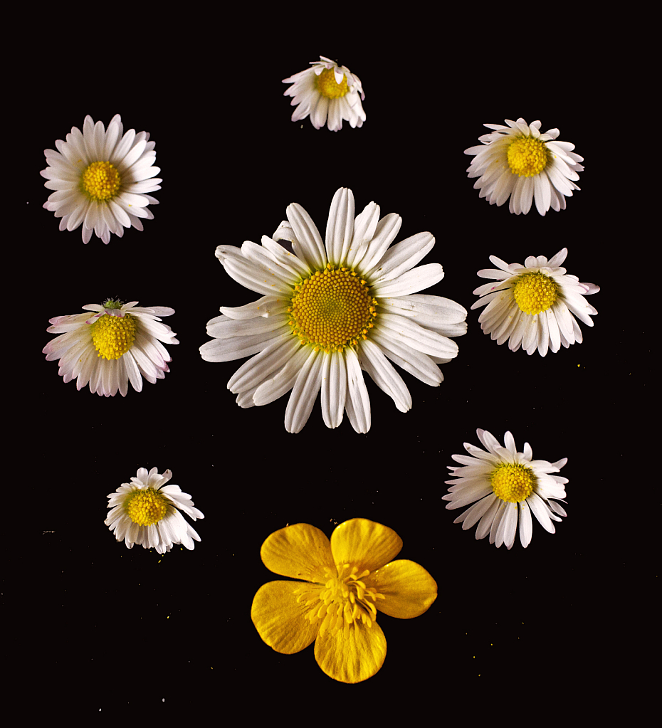 flatlay of flowers