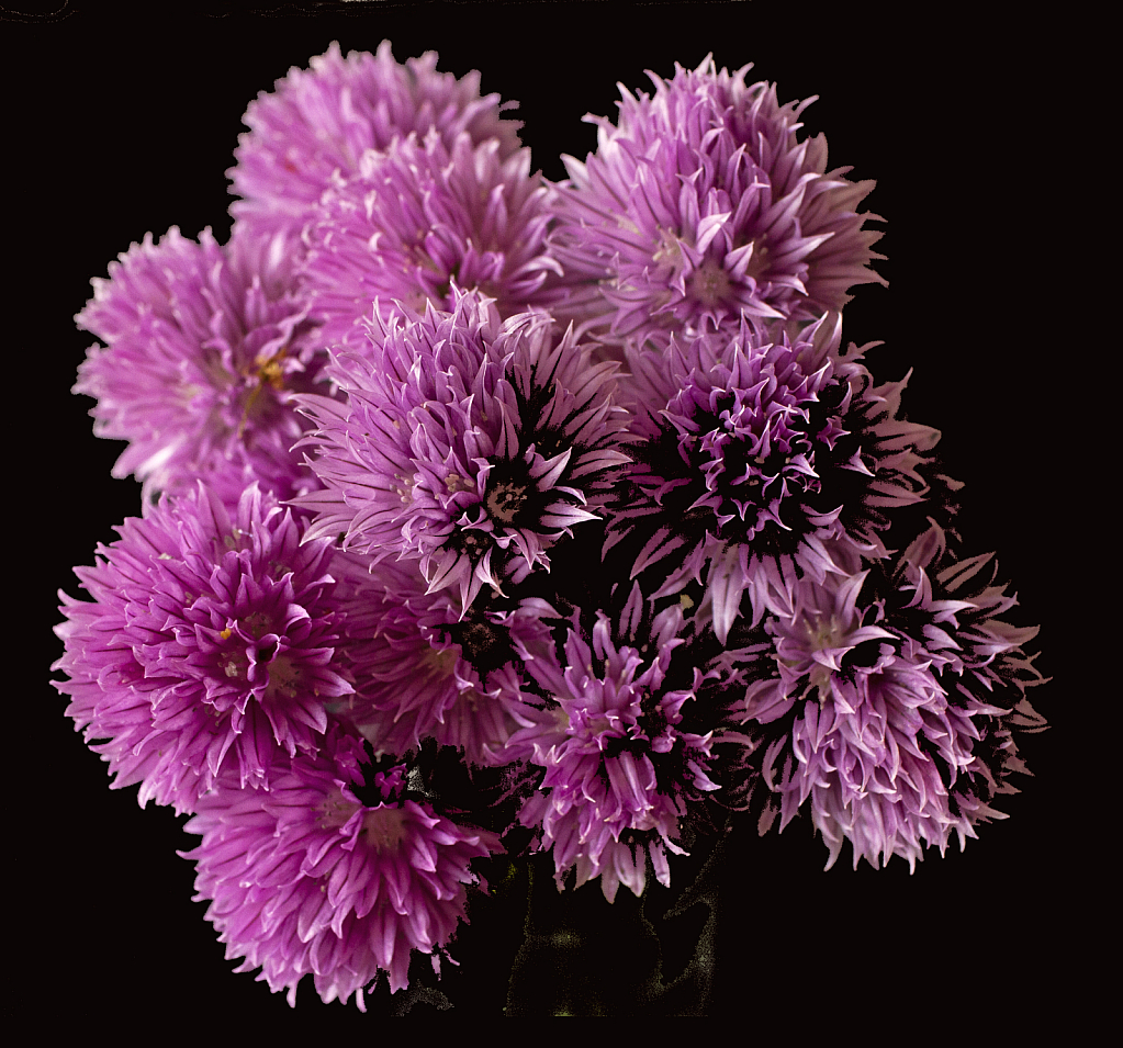 Bouquet of chives 