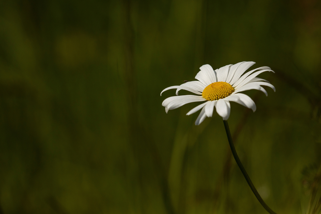 Daisy in the Field