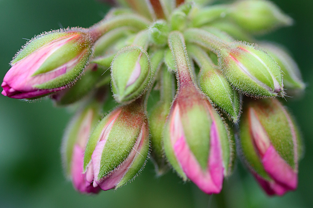 Geranium Buds - ID: 16006426 © Lori A. Nevers