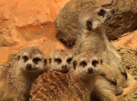 Four Meerkats