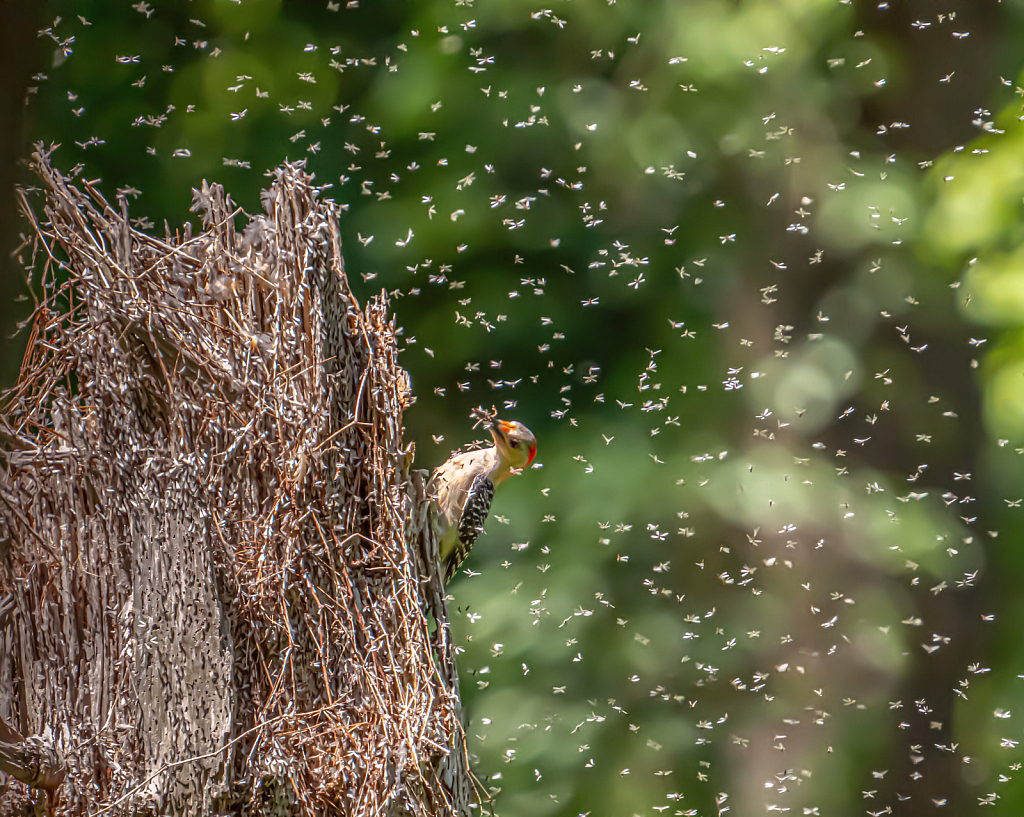 Thousands of Termites and the Red Belly