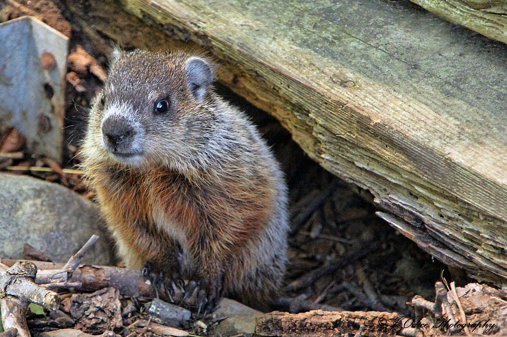 Little Woodchuck