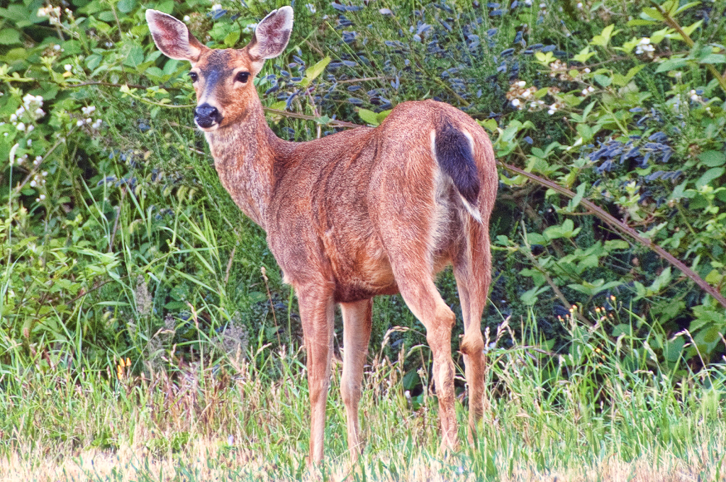 She Heard Something - ID: 16006454 © Kelley J. Heffelfinger