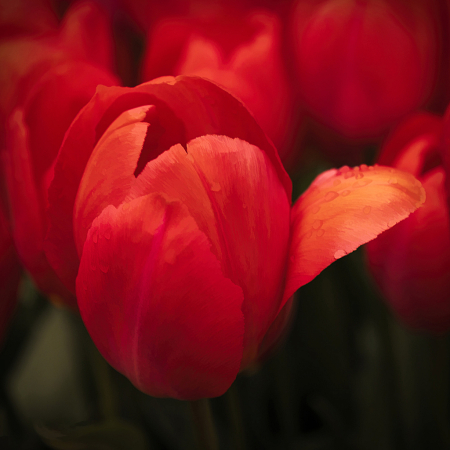 Red Tulip for Red Carpet!