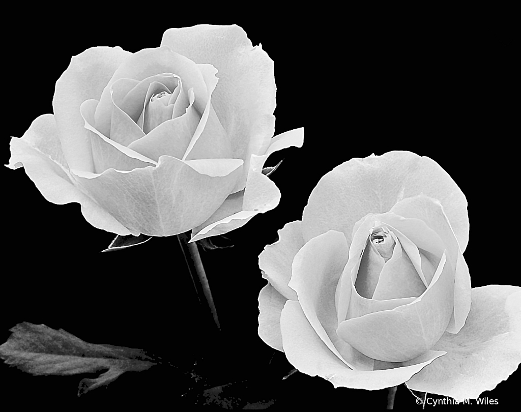 White Roses