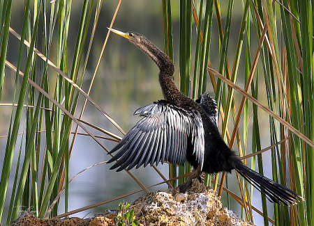 Anhinga