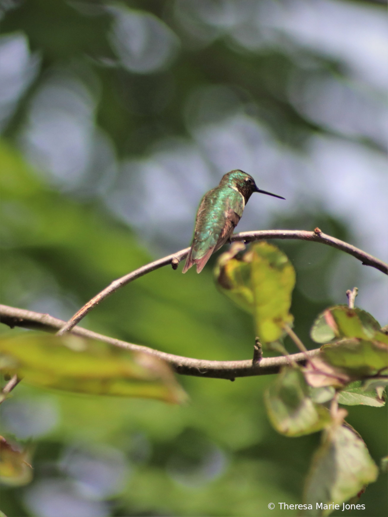 Hummingbird - ID: 16006484 © Theresa Marie Jones