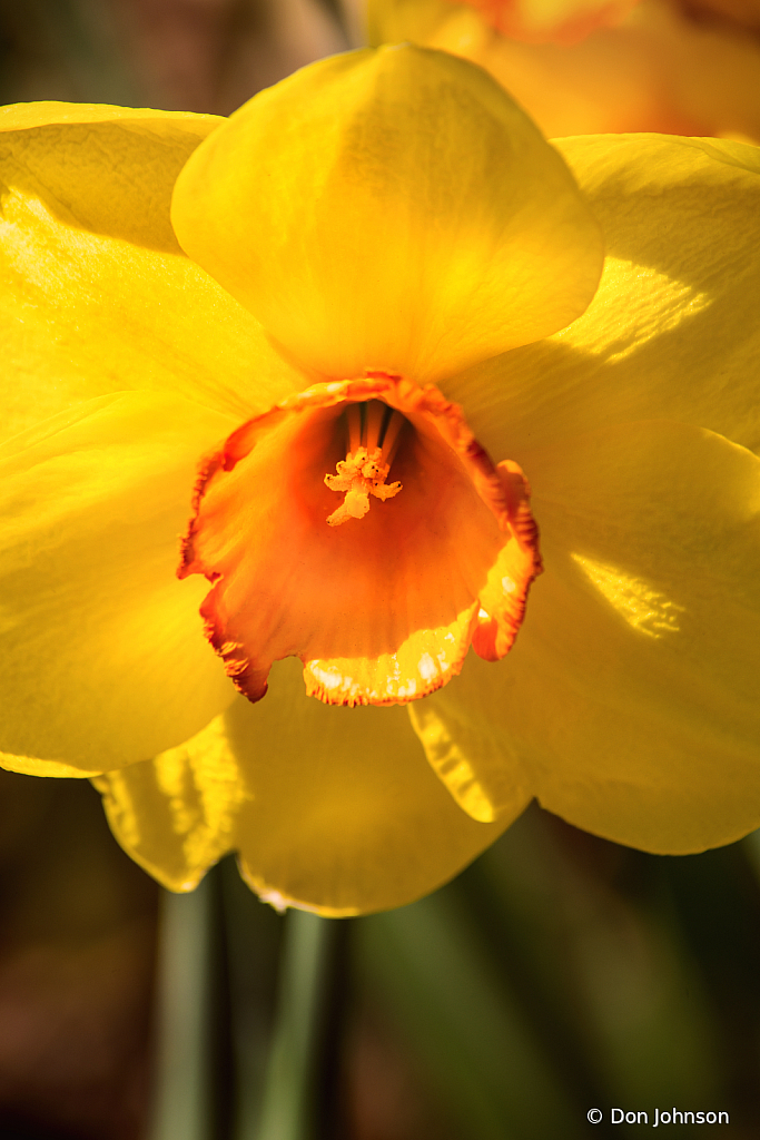 BSG Daffodil 4-2-22 185 - ID: 16006490 © Don Johnson