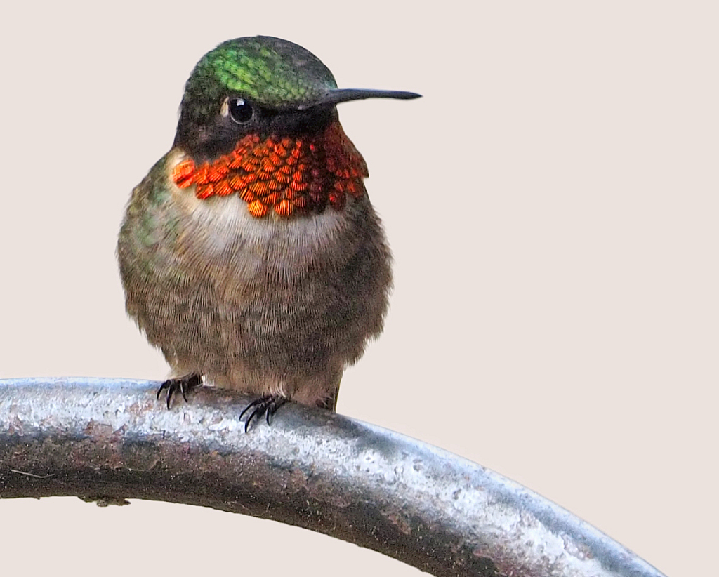 June 2022 Photo Contest Grand Prize Winner - King of the Feeder