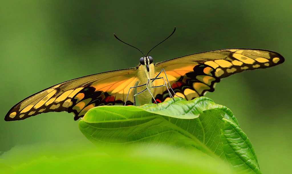 Swallowtail