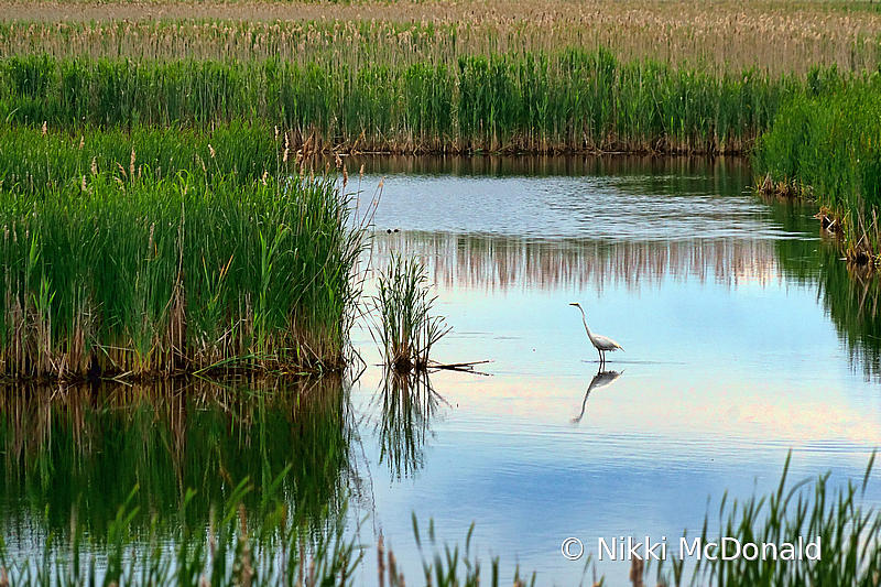 Plum Island Crossing