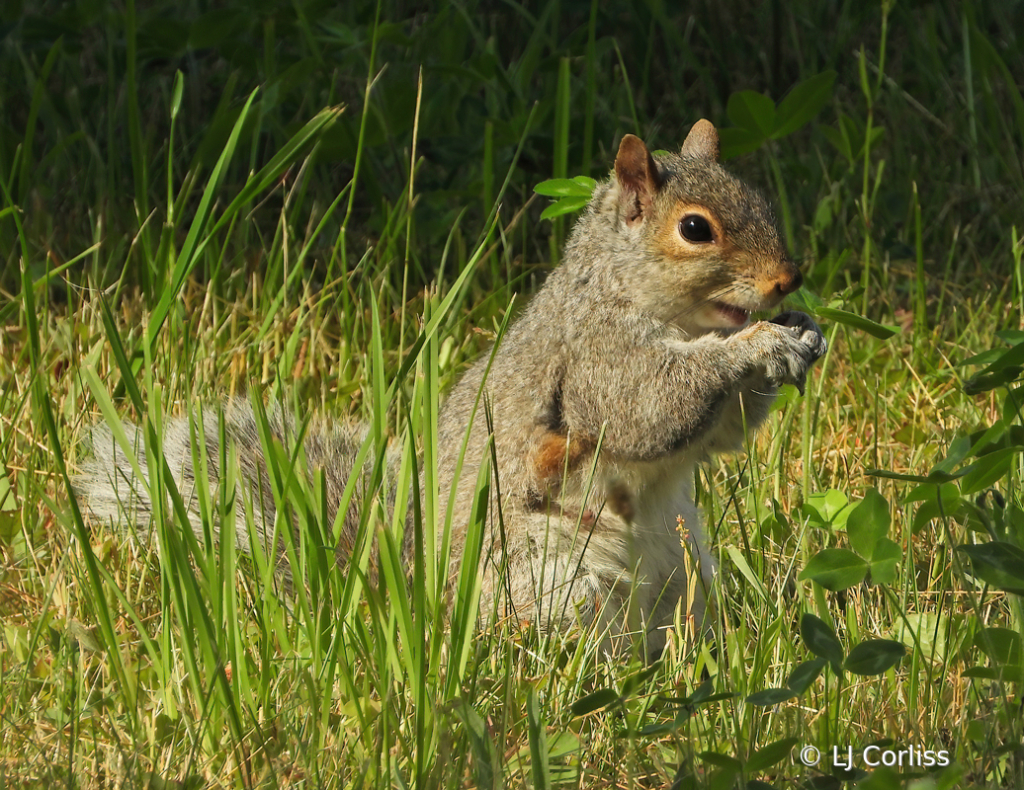 breakfast on the lawn