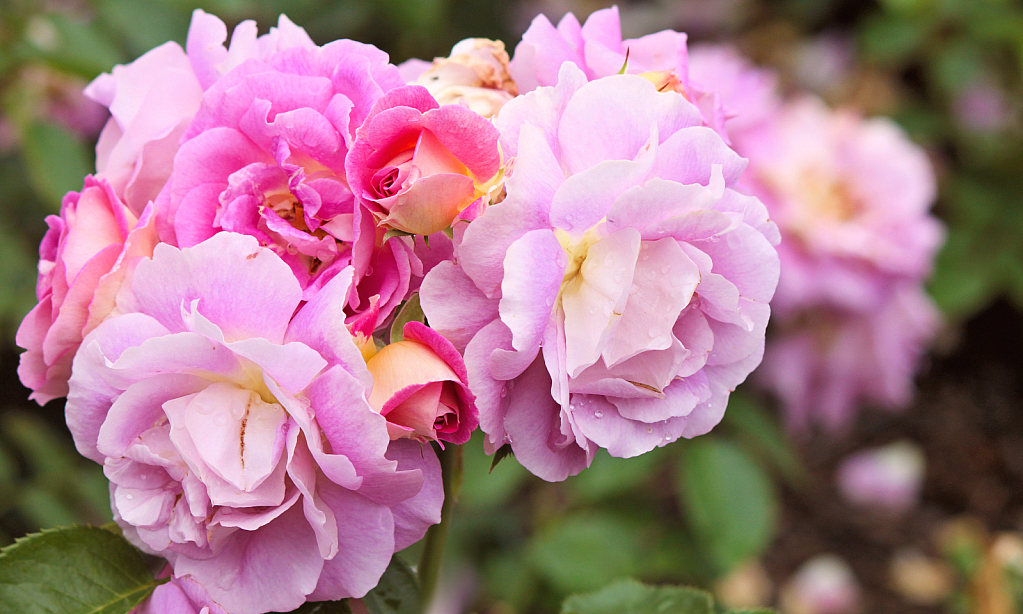 rose garden bouquet