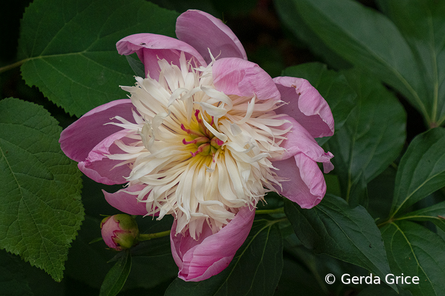 Pink Peony and Bud