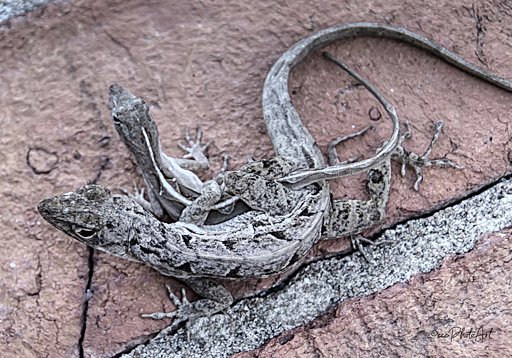 Loving Lizards - ID: 16006619 © Candice C. Calhoun