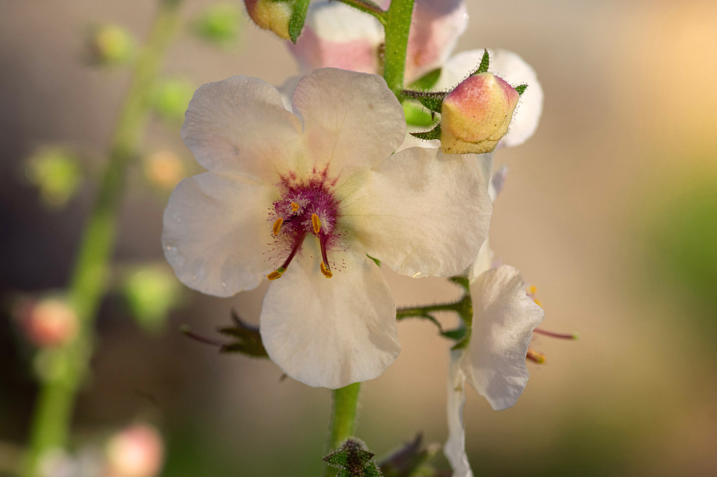 Verbascum Blattaria Moth Mullein