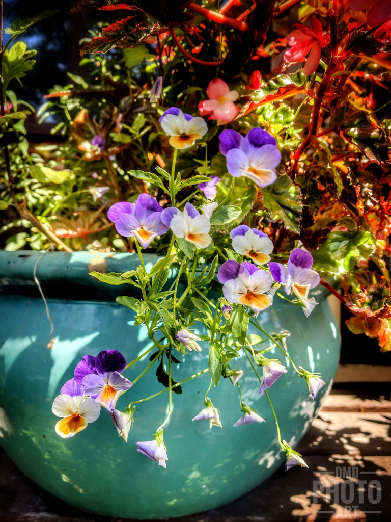 ~ ~ HAPPY PANSIES ~ ~ 