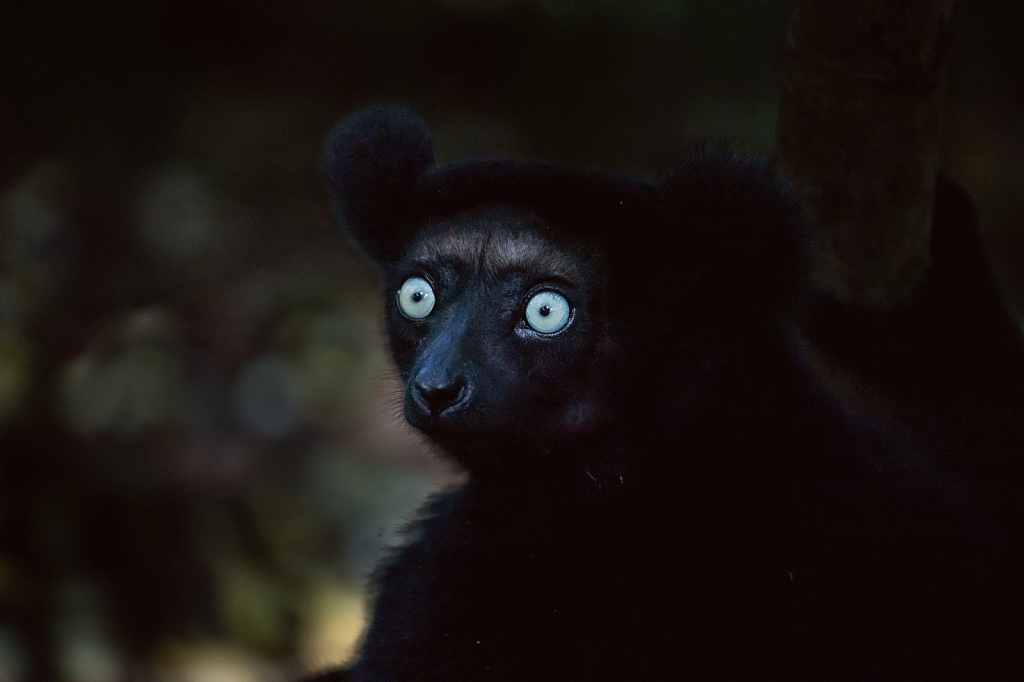 The Eyes of the Indri Lemur