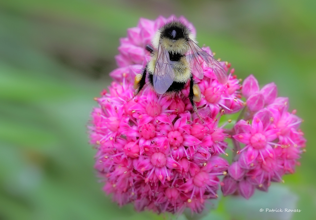 Enjoying Spirea