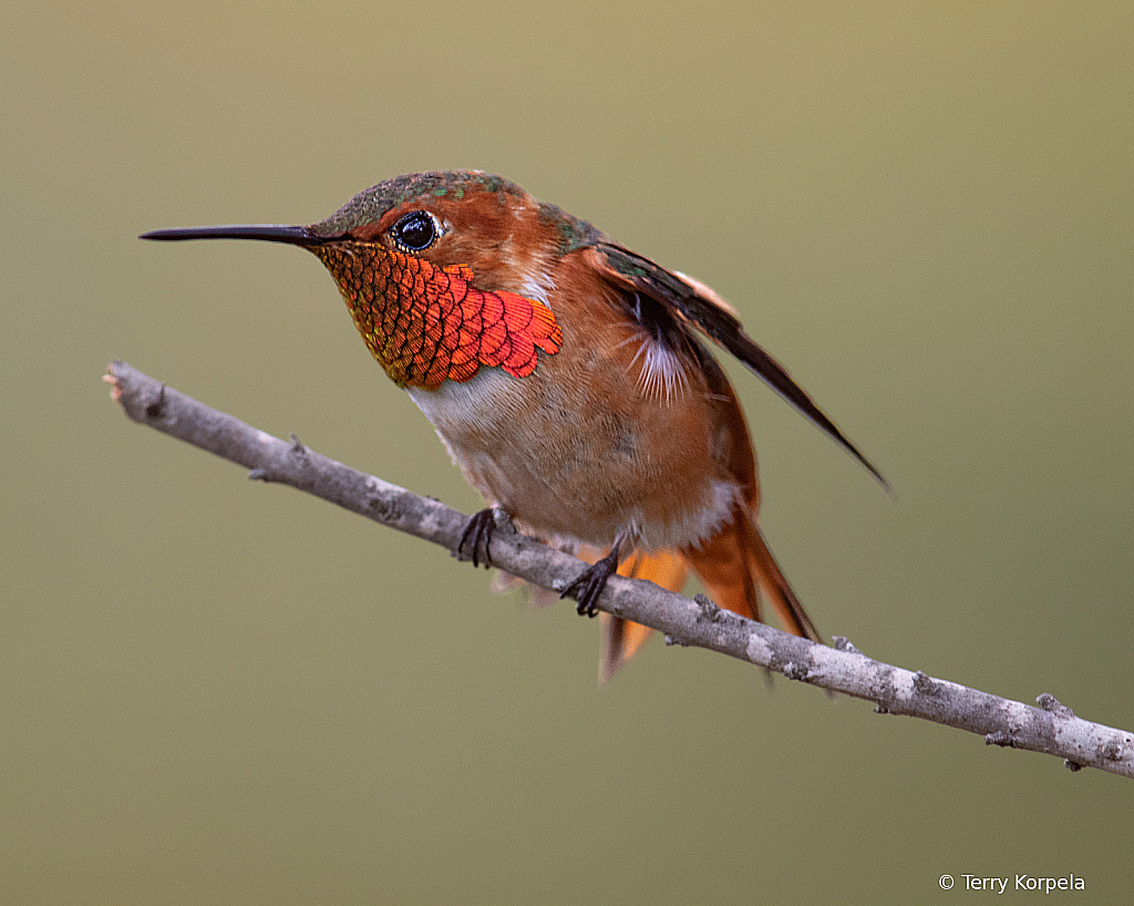 Alpha Hummingbird - ID: 16006774 © Terry Korpela