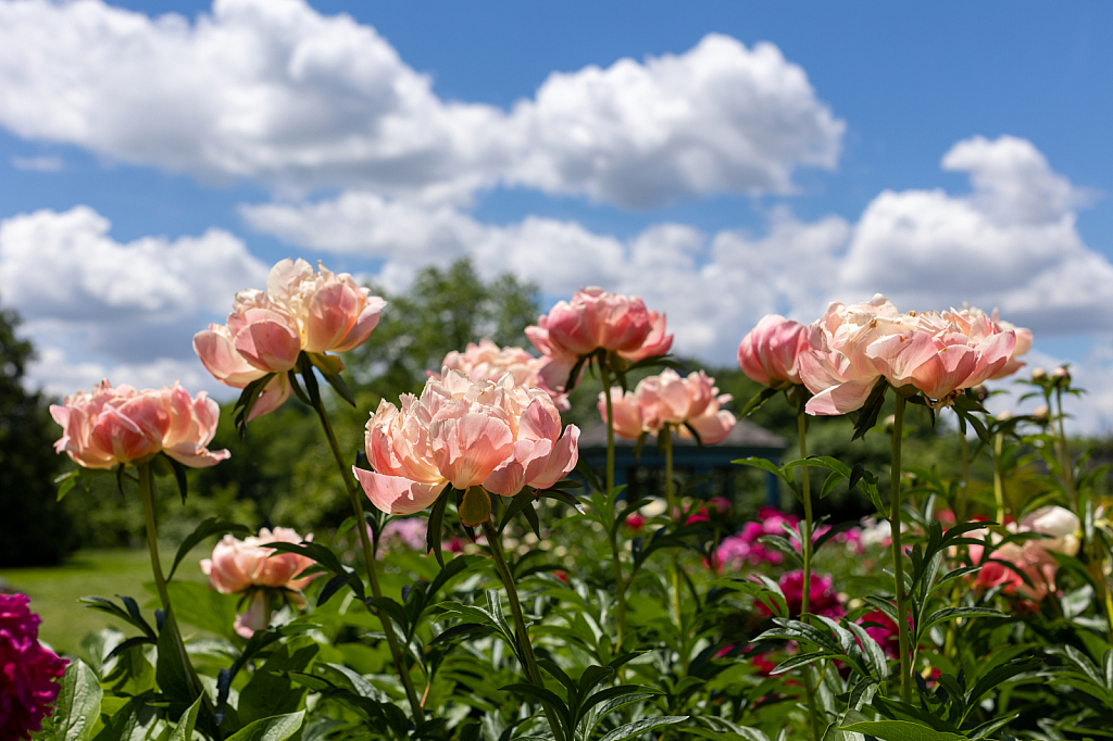 Peachy Keen Peonies