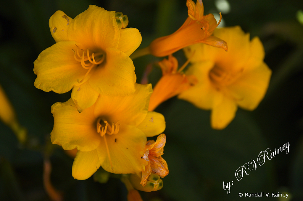 Yellow Day Lilly in bloom...