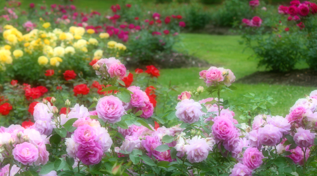 rose garden 