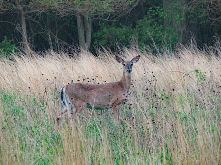 Springtime Deer