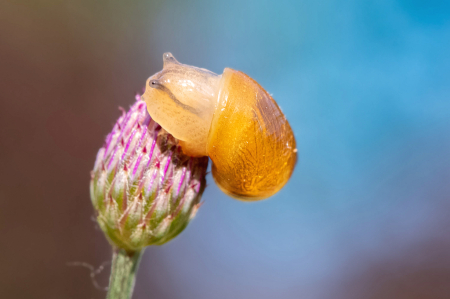 Snail on a Thistle