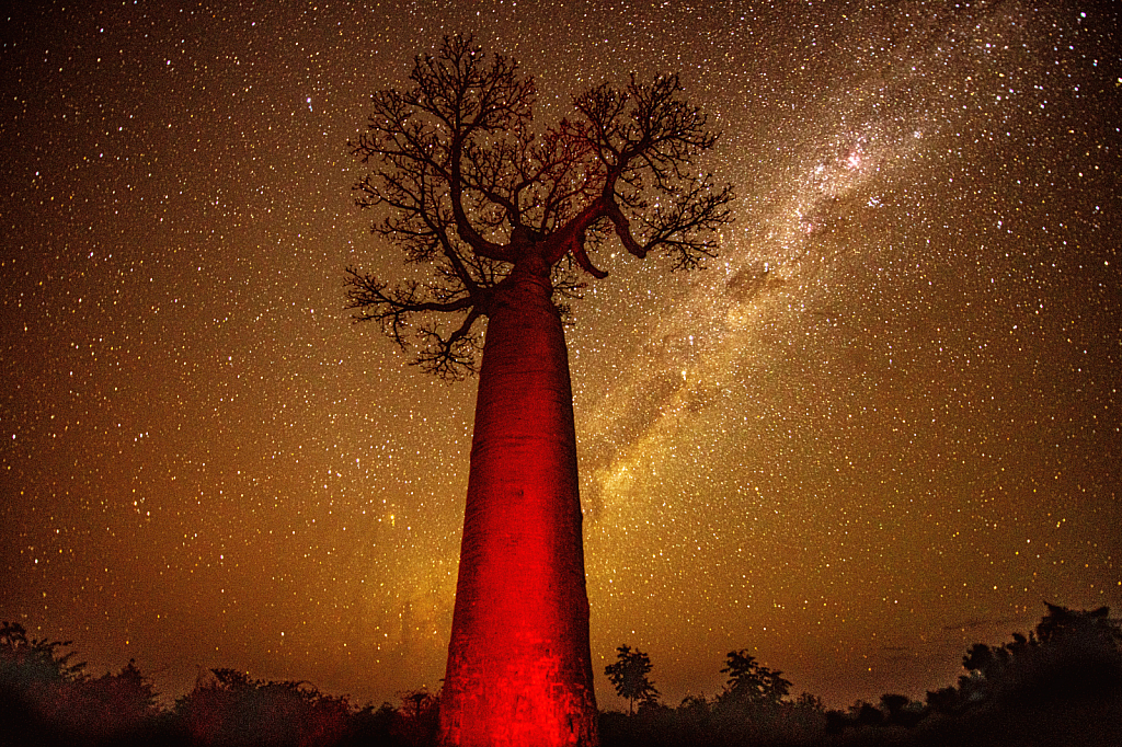 Baobab and the Milky Way