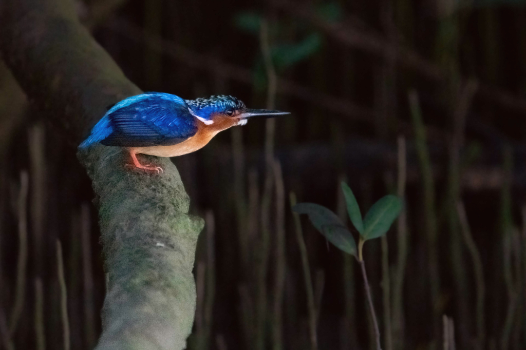 Kingfisher in the Mangroves