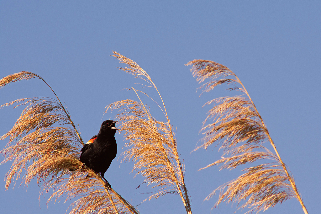 Red-Winged Blackbird Singing