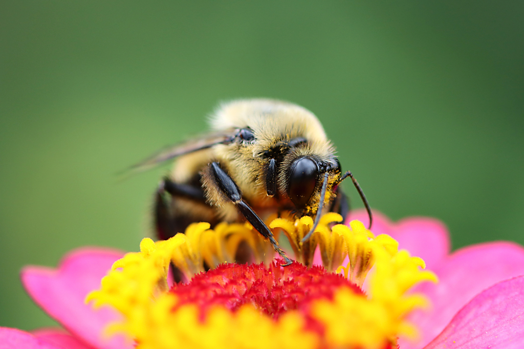Bee 2 - ID: 16006919 © Lori A. Nevers