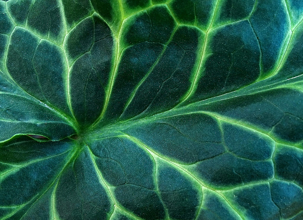 Veins Of Green