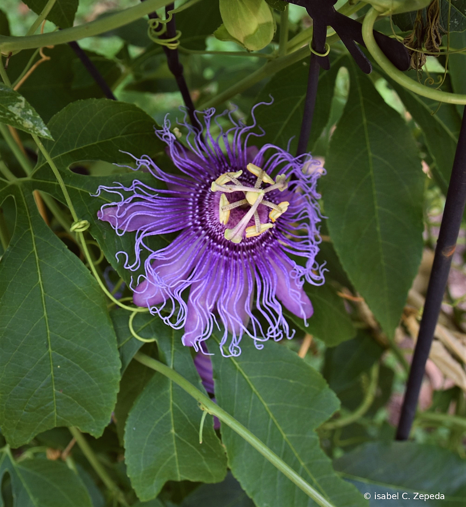 passion fruit flower